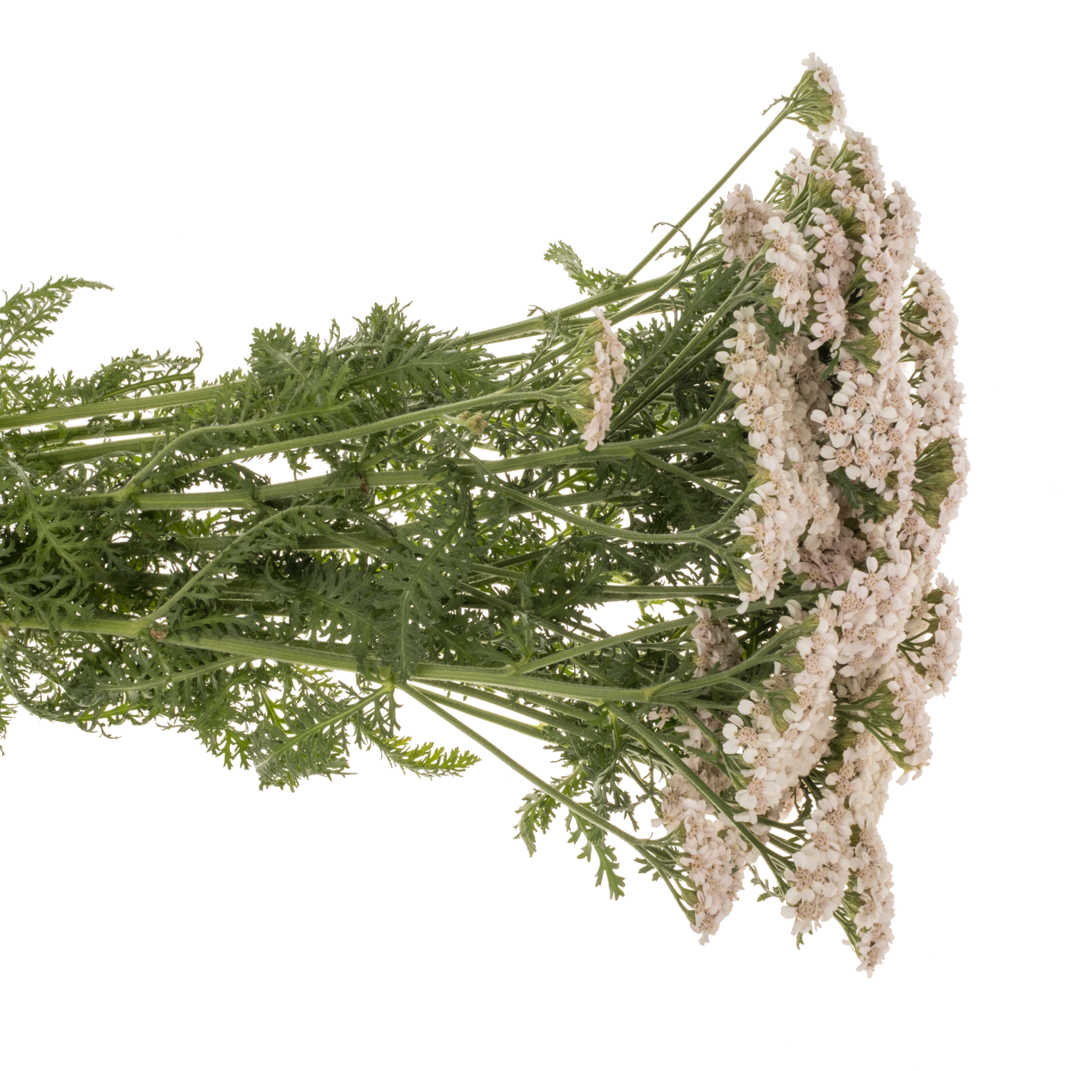 Achillea apricot Anita Champagne 75cm