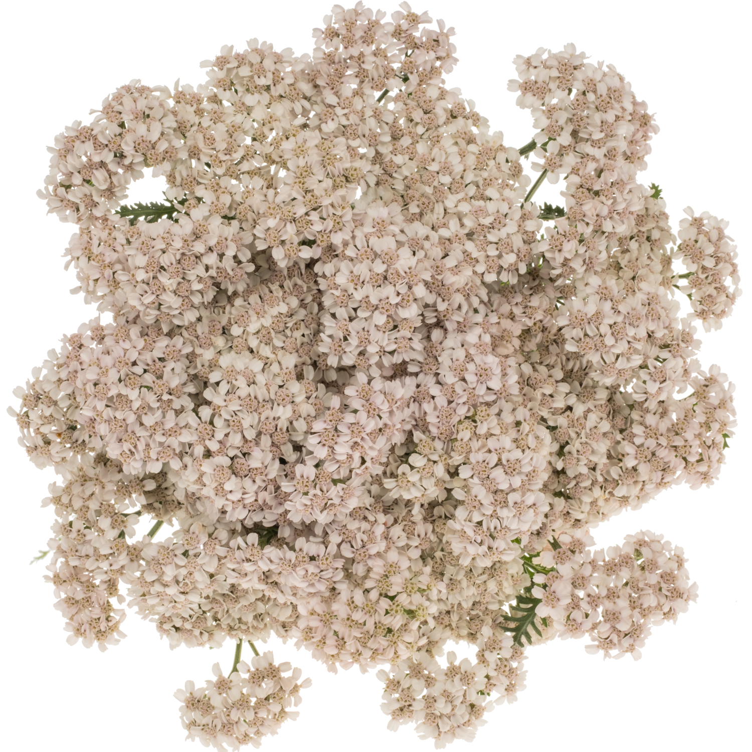 Achillea apricot Anita Champagne 75cm