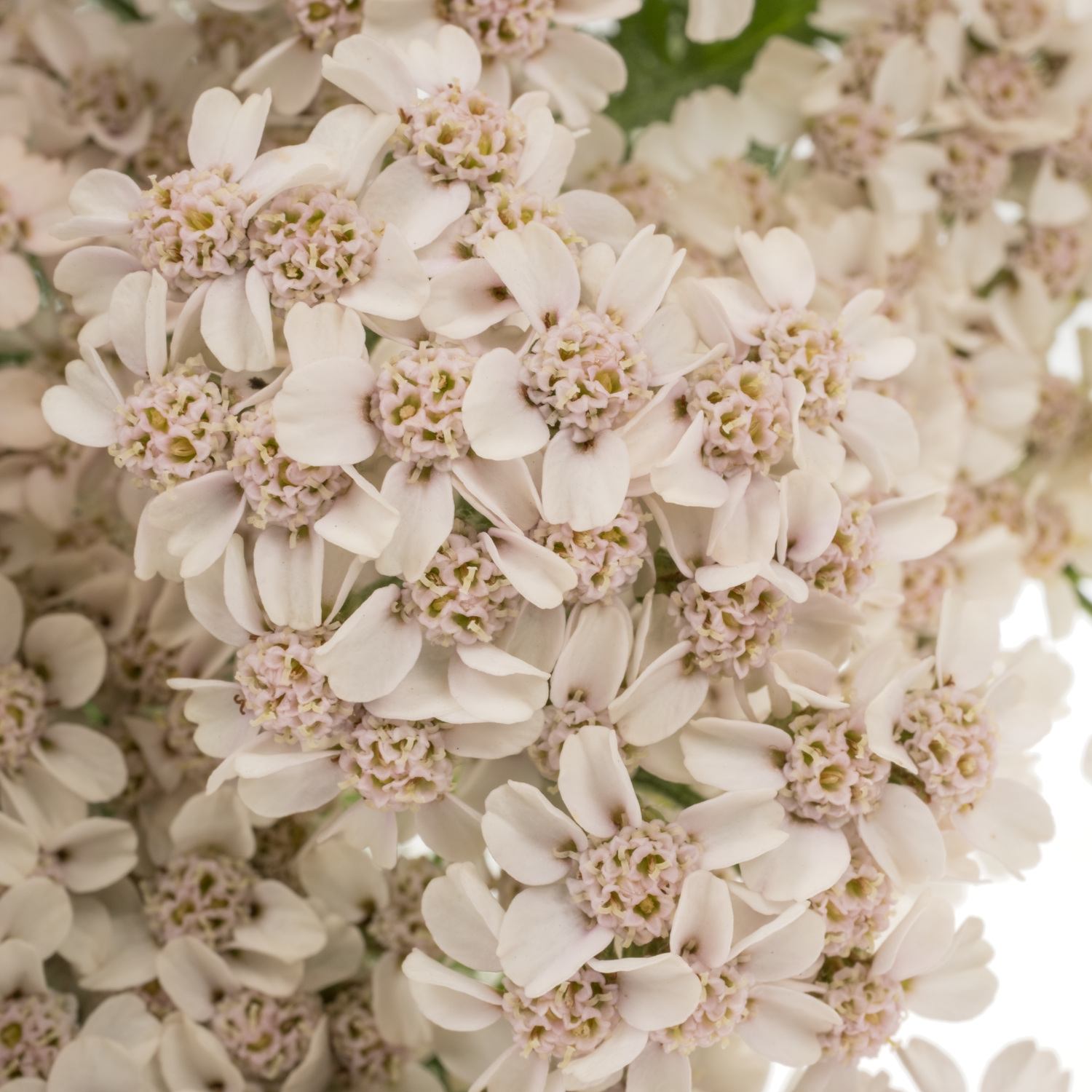Achillea apricot Anita Champagne 75cm