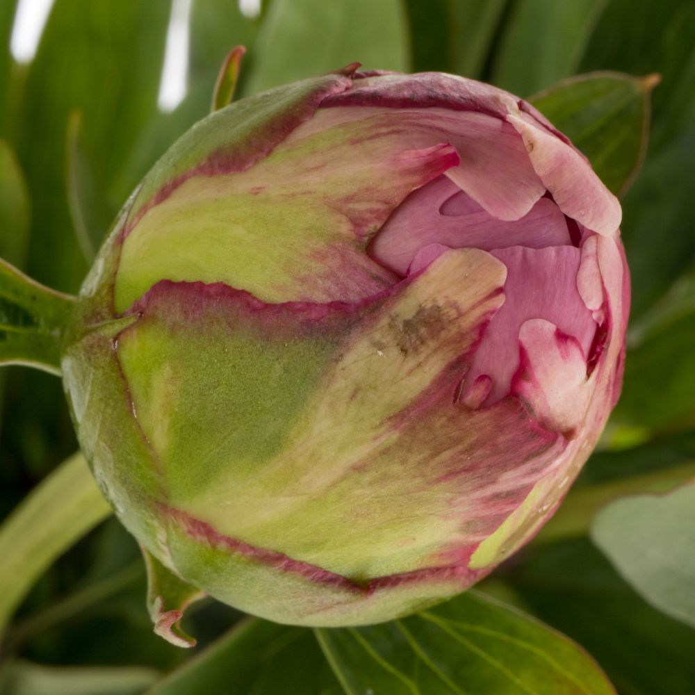 Pfingstrose pink gefüllt Fleming Ex 40cm