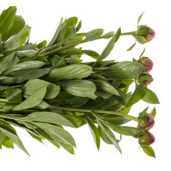 Pfingstrose pink gefüllt Fleming Ex 40cm