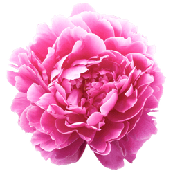 Pfingstrose pink gefüllt Fleming Ex 40cm