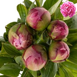 Pfingstrose pink gefüllt Fleming Ex 40cm