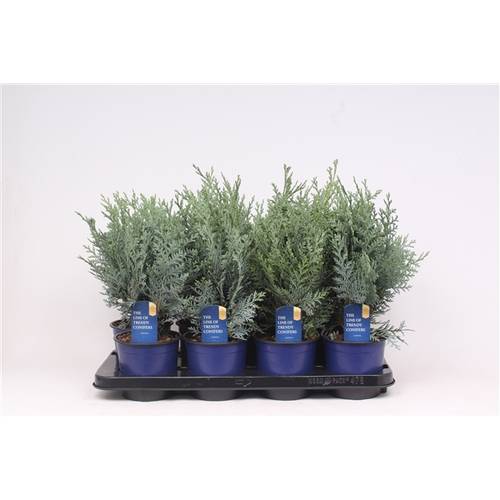 Cham.Laws Pelts blau T13 H040