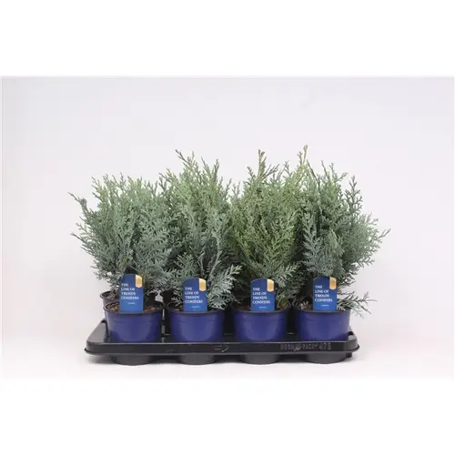 Cham.Laws Pelts blau T13 H040