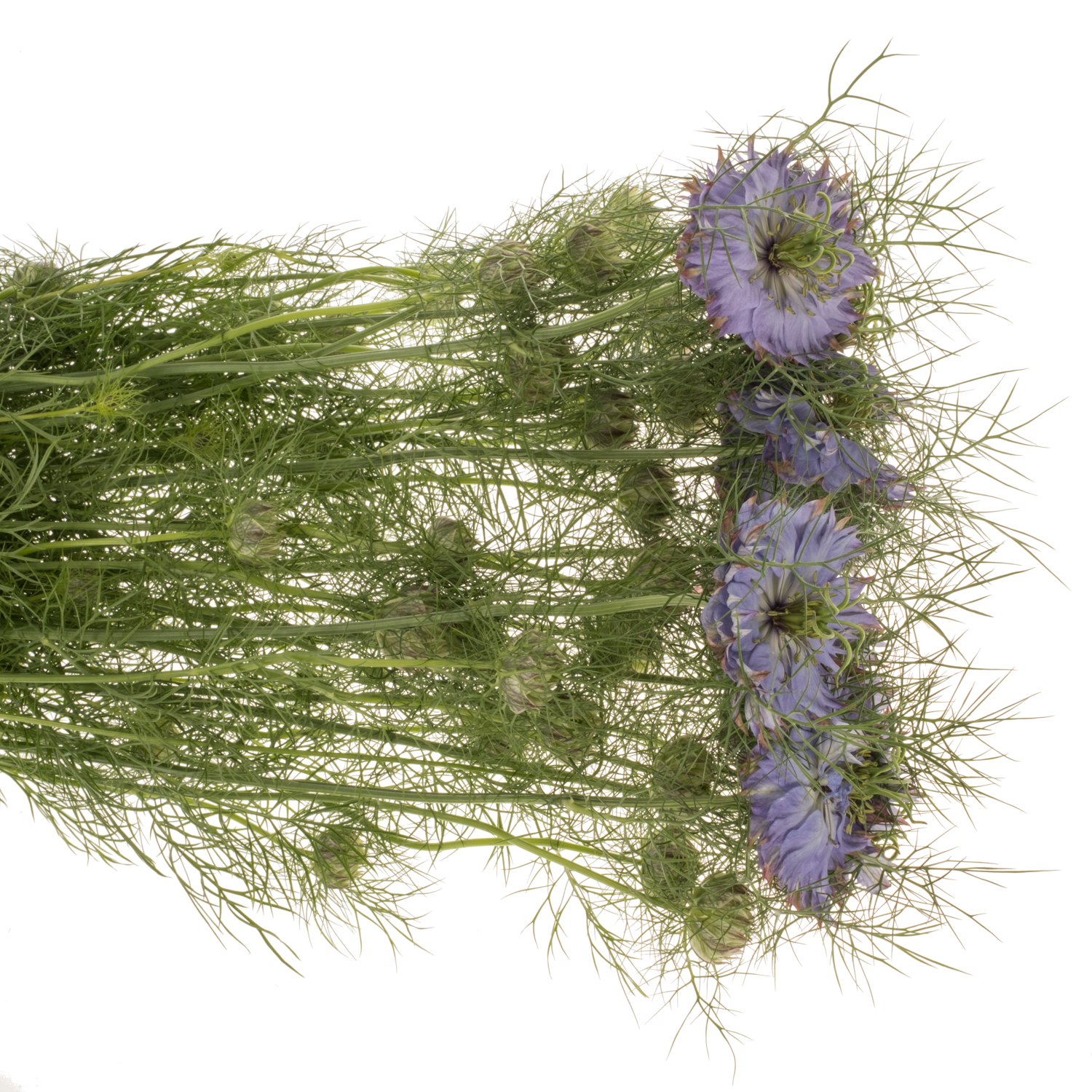 Nigella blau Dark Mystery Lila pro stiel 75cm