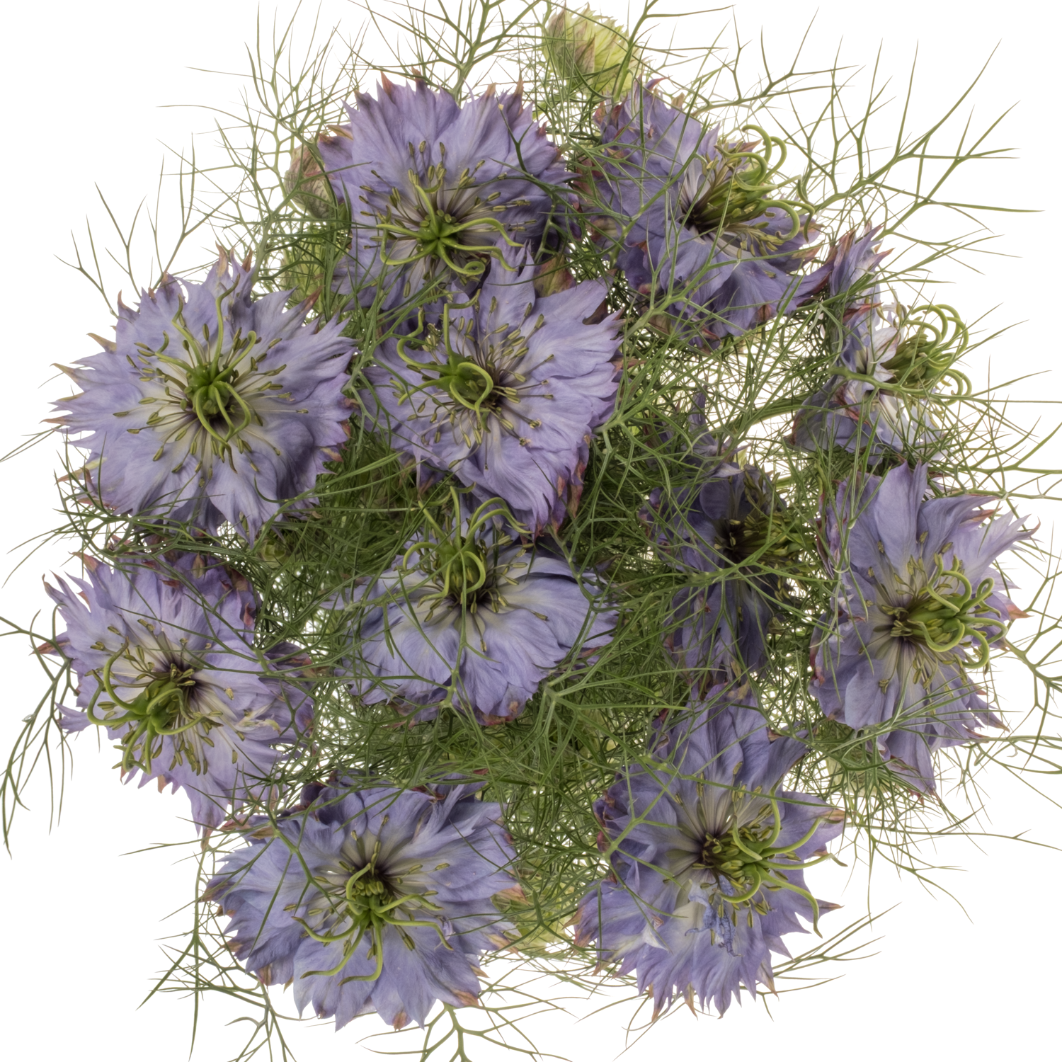 Nigella blau Dark Mystery Lila pro stiel 75cm