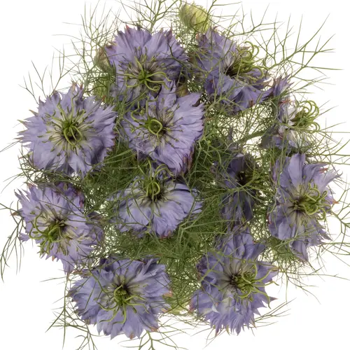 Nigella blau Dark Mystery Lila pro stiel 75cm