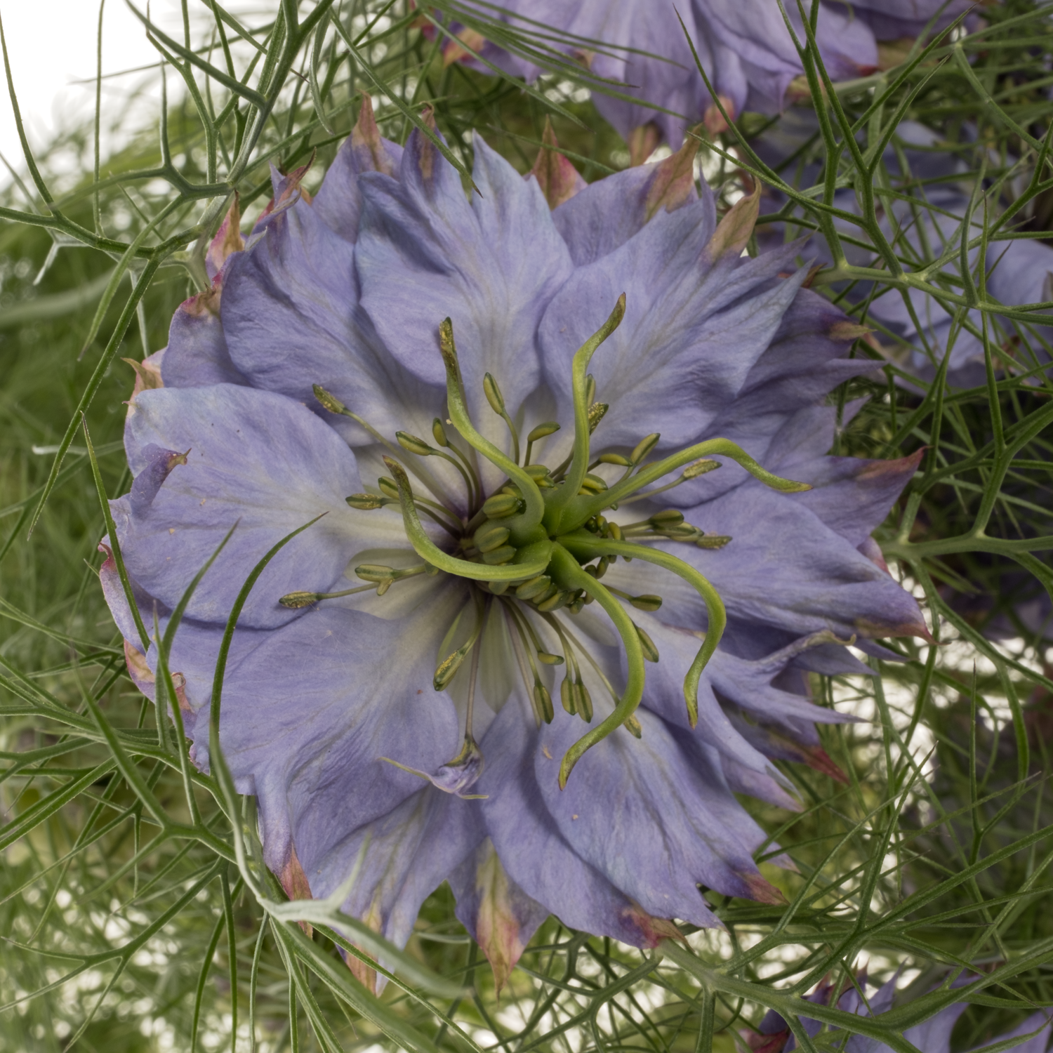 Nigella blau Dark Mystery Lila pro stiel 75cm