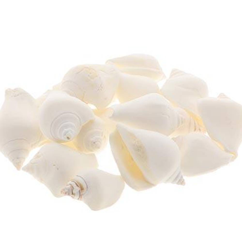 Muschel Canarium natur weiss 1kg 