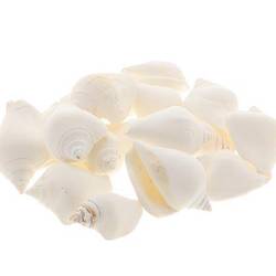 Muschel Canarium natur weiss 1kg 