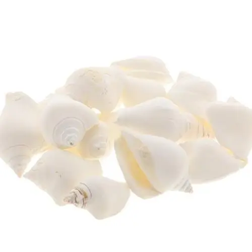 Muschel Canarium natur weiss 1kg 