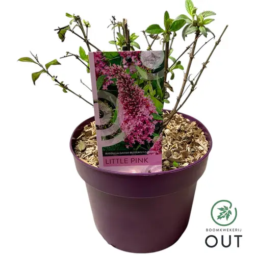 Buddleja Dav. Butterfly Little rosa T19 H050