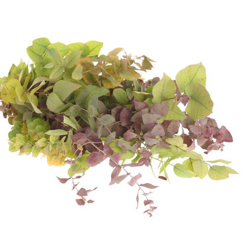 Populus mix Stuartiana 150 Gramm 50cm