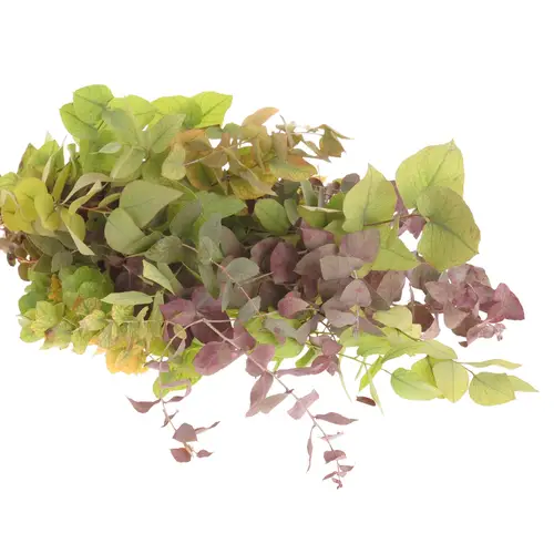 Populus mix Stuartiana 150 Gramm 50cm