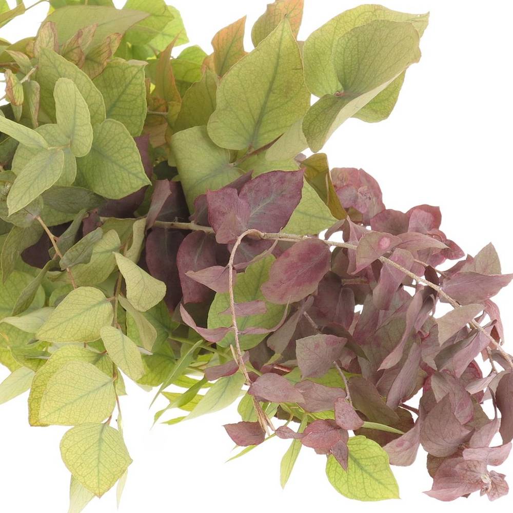 Populus mix Stuartiana 150 Gramm 50cm
