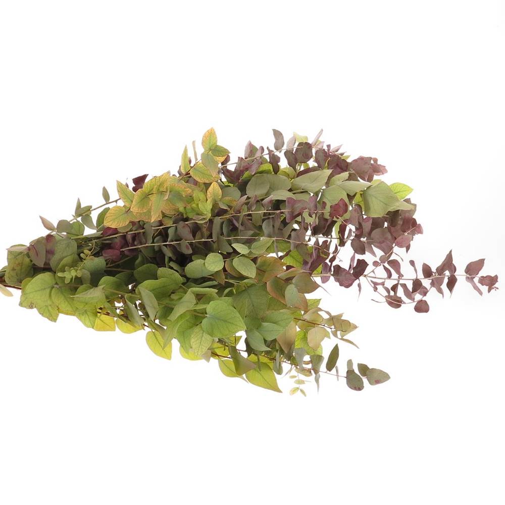 Populus mix Stuartiana 150 Gramm 50cm