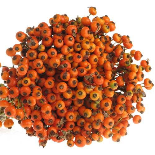 Hagebutte orange Hiphop 30cm Ohne Dorn !