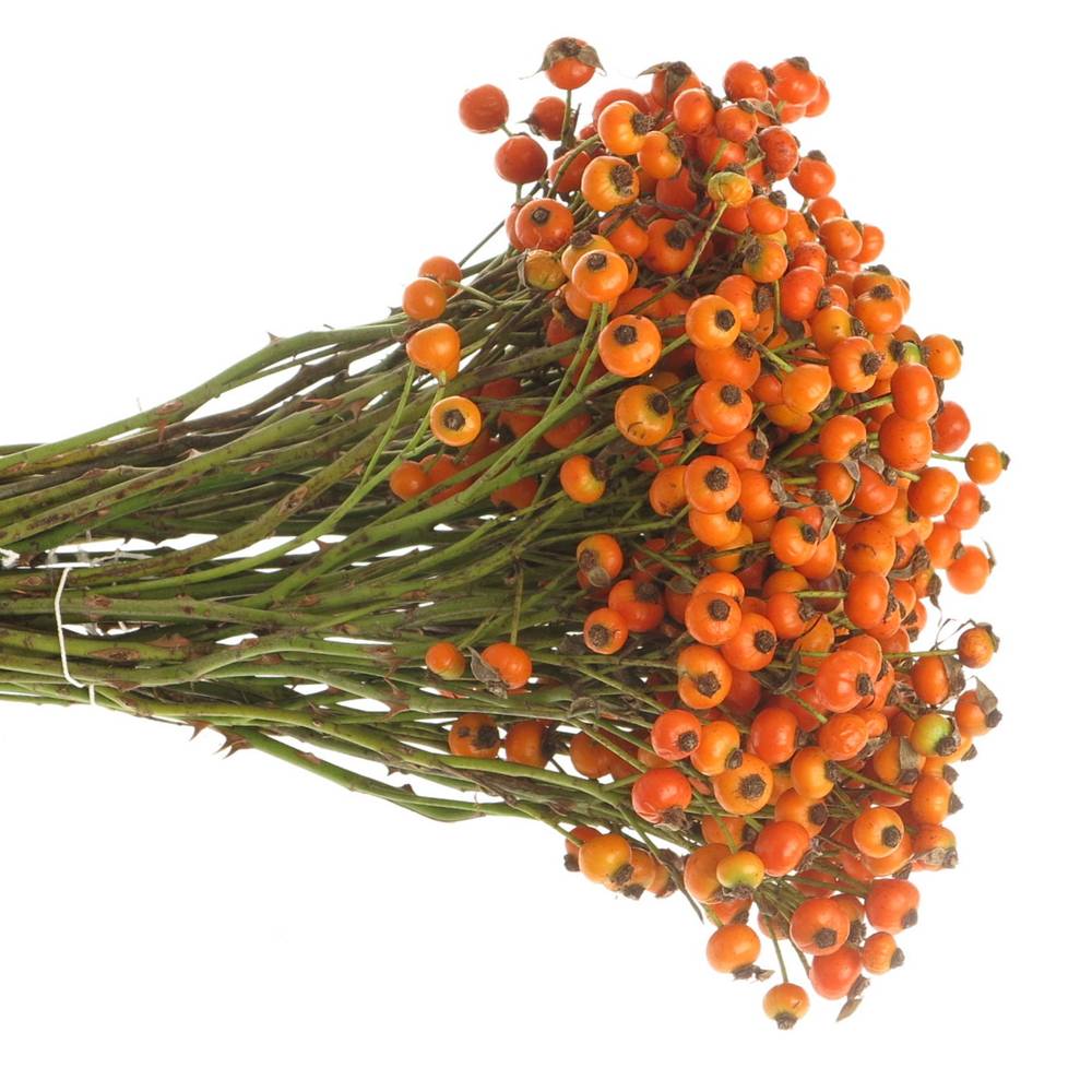 Hagebutte orange Hiphop 30cm Ohne Dorn !