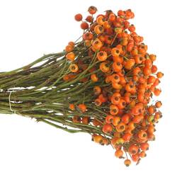 Hagebutte orange Hiphop 30cm Ohne Dorn !