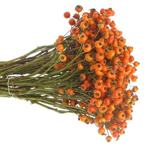 Hagebutte orange Hiphop 30cm Ohne Dorn !