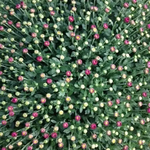 Chrysantheme Kugel lila T33 H070