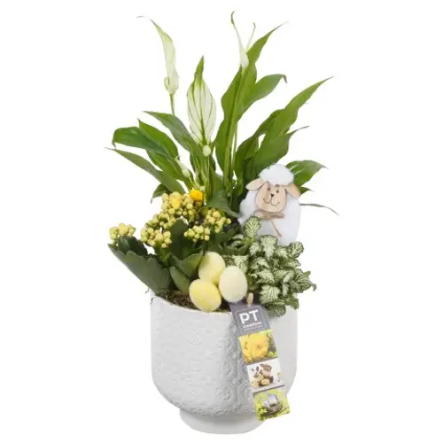 Ostern Arr PTPB3848 T14 H041