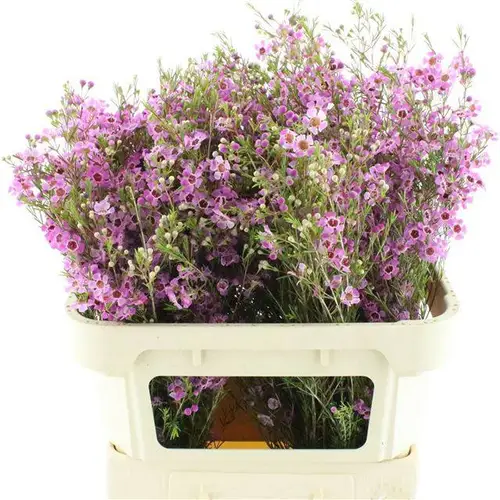 Wachsflower lila Pride 45Gramm 70cm