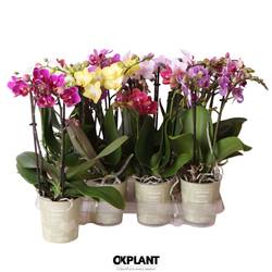 Phal.2-R mix Natural Charm T09 H032