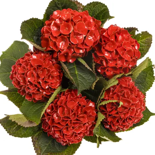 Hortensie Wax rot 55cm