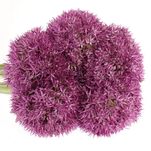Allium lila Globemaster 70cm