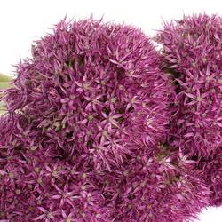 Allium lila Globemaster 70cm