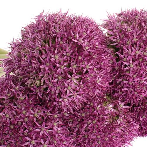 Allium lila Globemaster 70cm