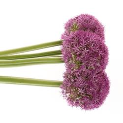 Allium lila Globemaster 70cm