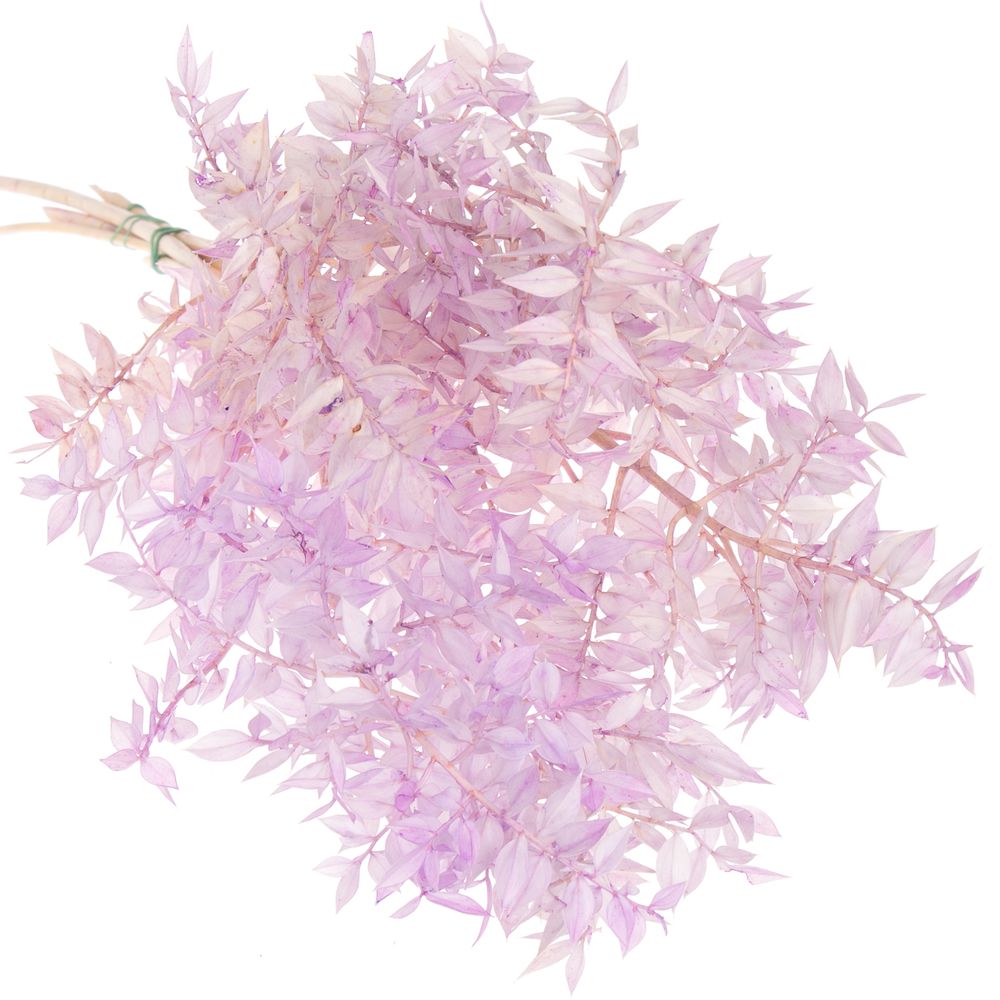 Wilder Ruskus milka gefärbt 70cm