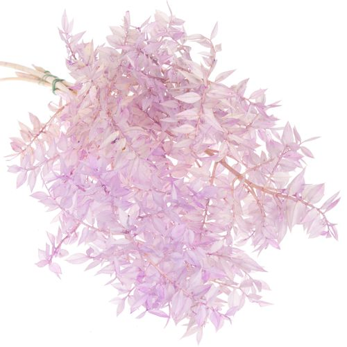 Wilder Ruskus milka gefärbt 70cm