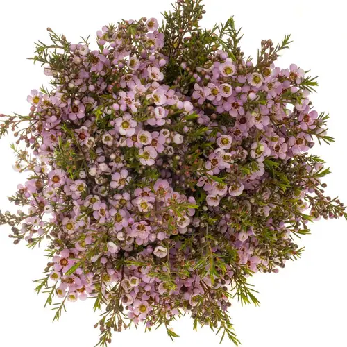 Wachsflower hell rosa Olivia 70 Gramm 80cm