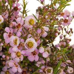 Wachsflower hell rosa Olivia 70 Gramm 80cm