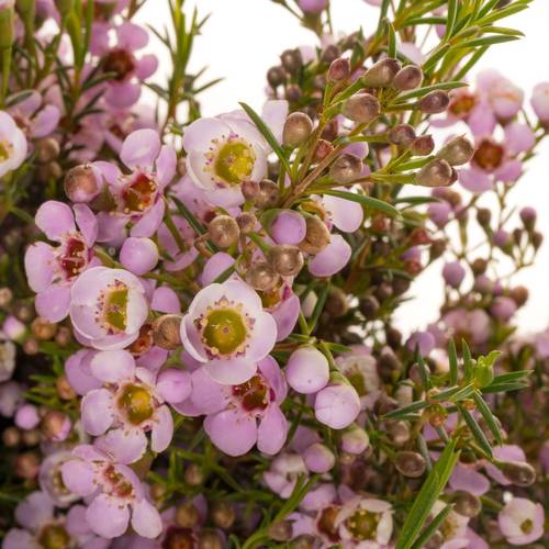 Wachsflower hell rosa Olivia 70 Gramm 80cm