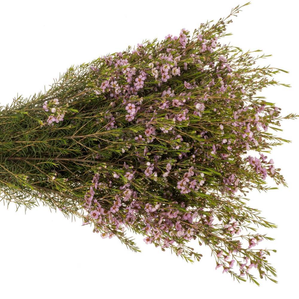 Wachsflower hell rosa Olivia 70 Gramm 80cm