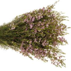 Wachsflower hell rosa Olivia 70 Gramm 80cm