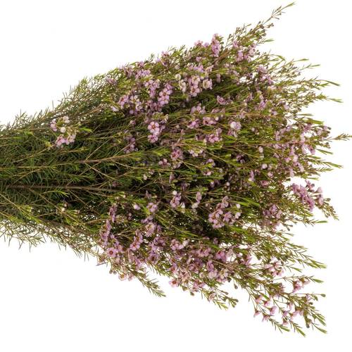 Wachsflower hell rosa Olivia 70 Gramm 80cm