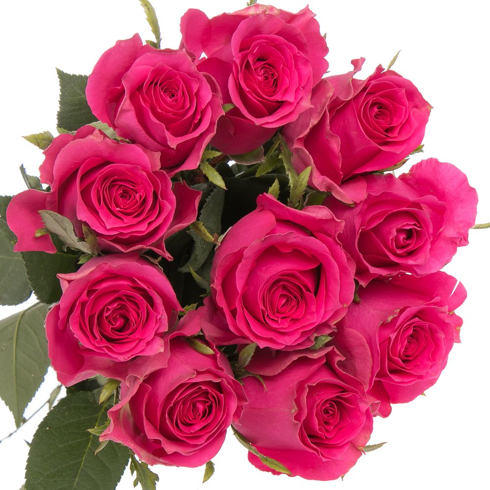 Rose pink Hottie 50cm