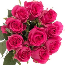 Rose pink Hottie 50cm