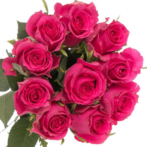 Rose pink Hottie 50cm