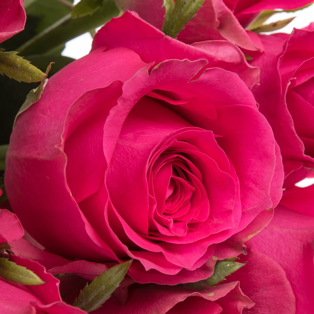 Rose pink Hottie 50cm