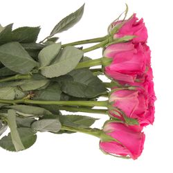 Rose pink Hottie 50cm