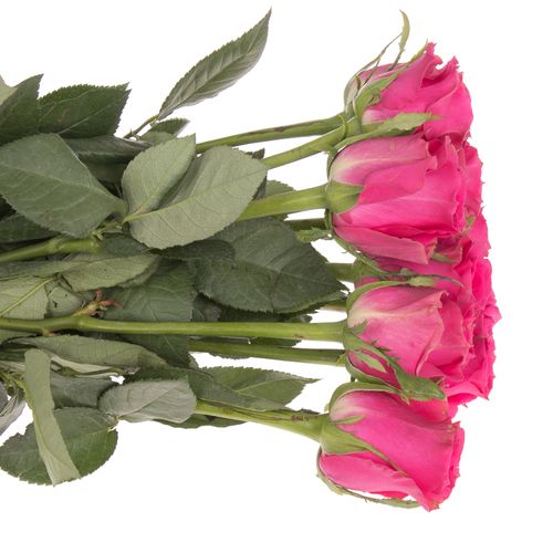 Rose pink Hottie 50cm