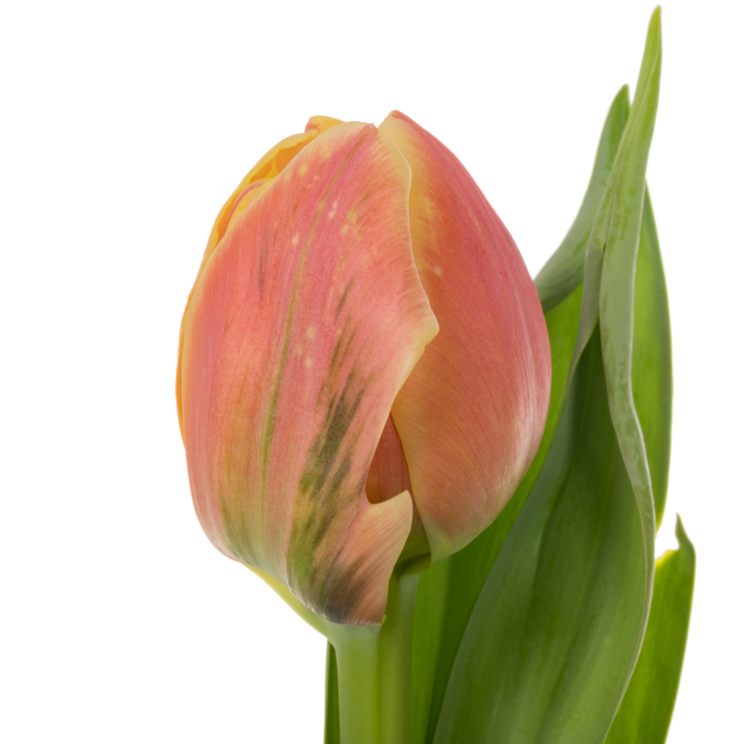 Tulpe orange/gelb doppel Rolex 40 Gramm