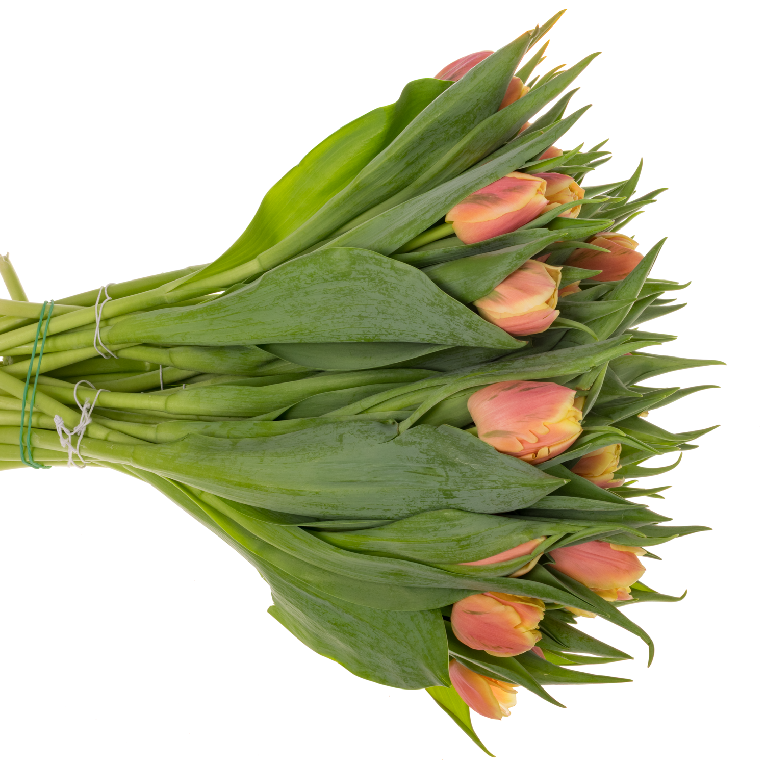 Tulpe orange/gelb doppel Rolex 40 Gramm